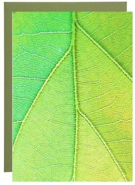 Forest Leaf Frameable Card