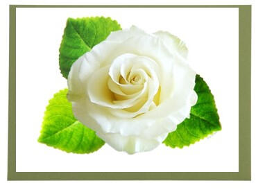 White Rose Frameable Card