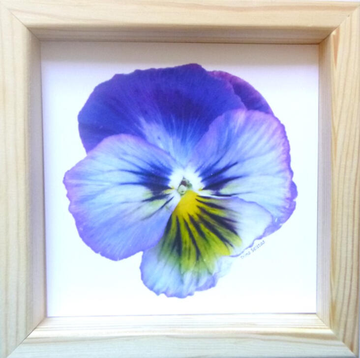 Purple Pansy 6x6 Frame