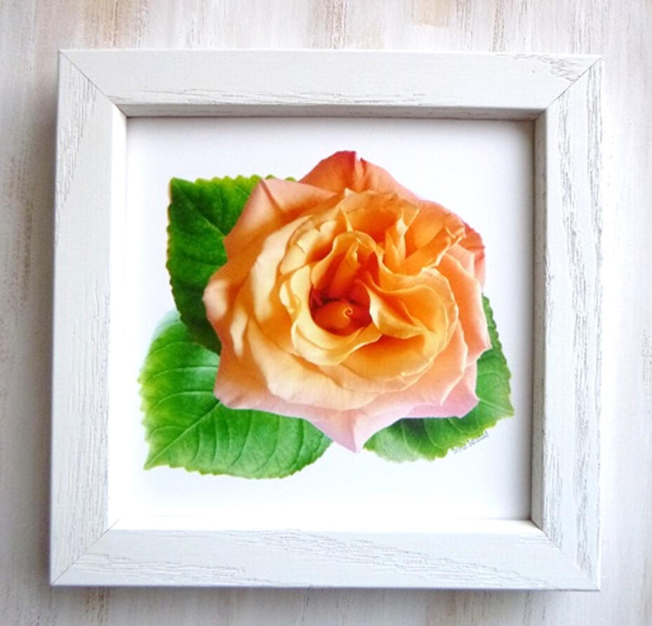 Apricot Rose 6x6 Frame