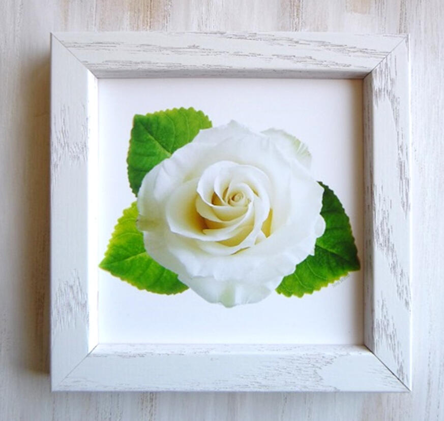 White Rose 6x6 Frame