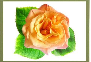 Apricot Rose Frameable Card