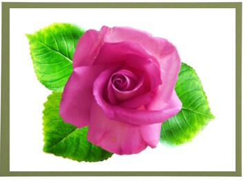 Pink Rose Frameable Card