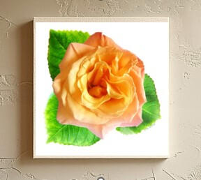 Apricot Rose 4x4 print on wood panel