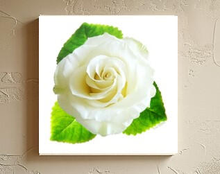White Rose 4x4 print on wood panel
